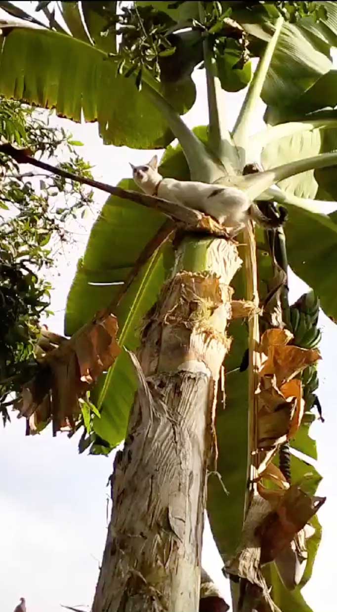 バナナの木に登ったウミ（ミニさん撮影）