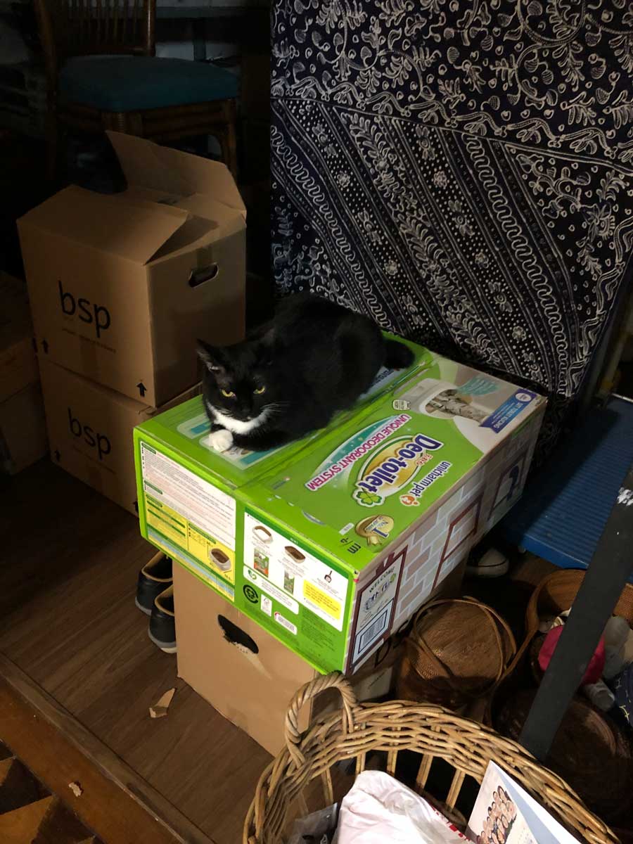 思い切って買ったデオトイレ