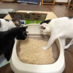 「ねこのトイレ」改造大作戦　ジャカルタでイチ押しの砂は？
