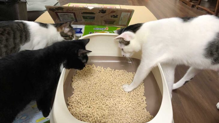 「ねこのトイレ」改造大作戦　ジャカルタでイチ押しの砂は？
