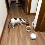 「ねこに張り紙」大作戦　効果はどうか?!