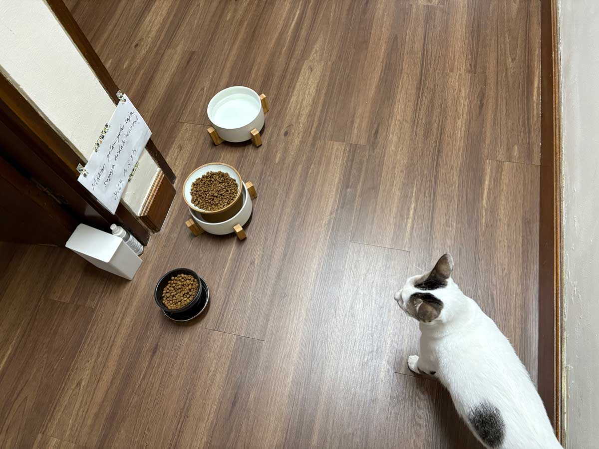 見ているホタル