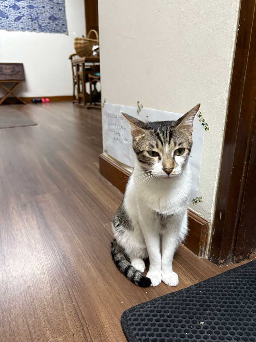 関係ないモモちゃんが神妙な顔。連帯責任で魚・おやつがもらえなくなるのを心配している?