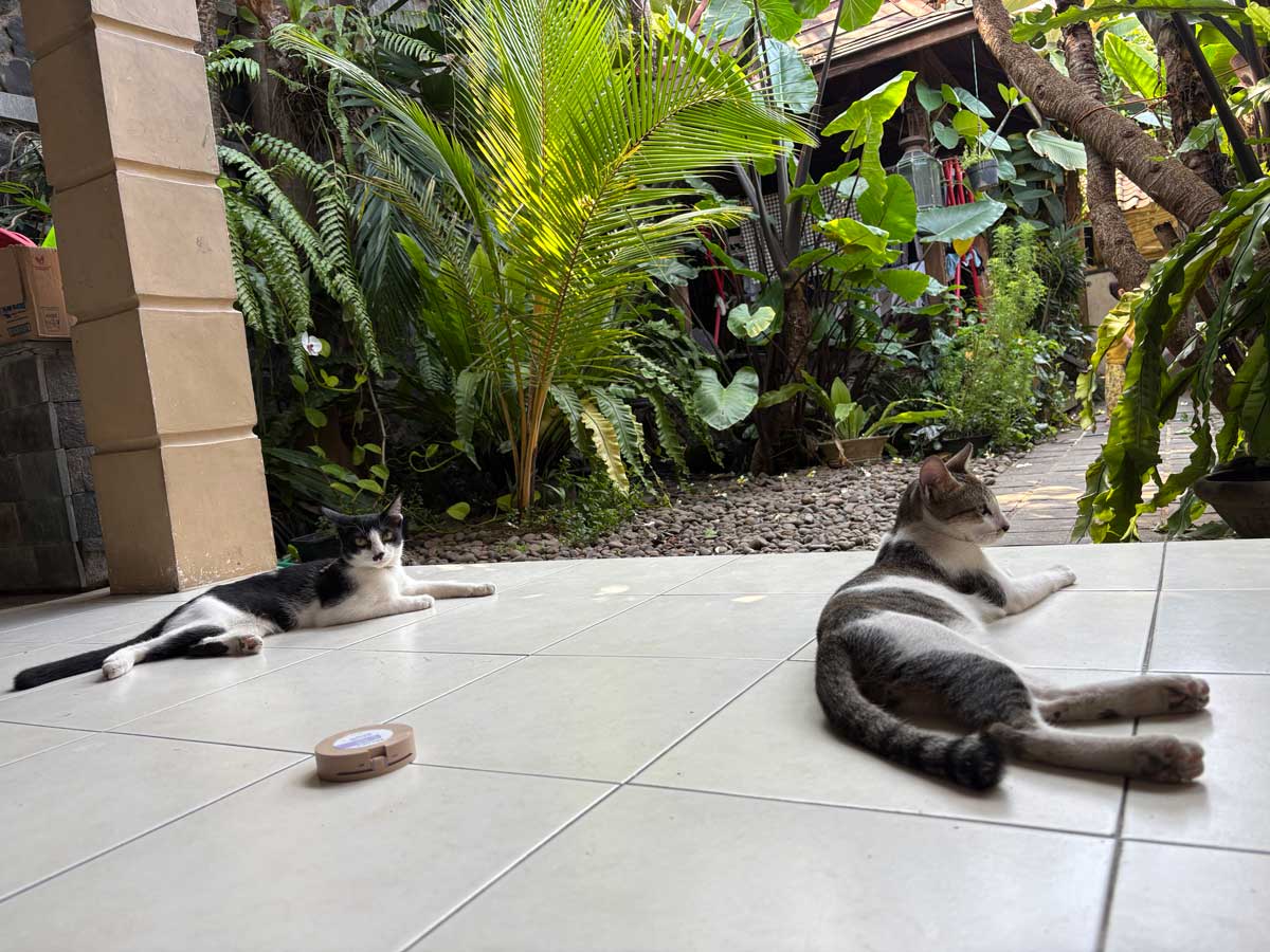 ドゥドゥンさんの家のねこ