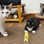 「ねこの吐瀉に注意！」　かわいいサインボード、シンガポールのお土産