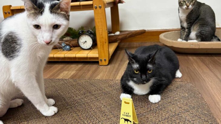「ねこの吐瀉に注意！」　かわいいサインボード、シンガポールのお土産