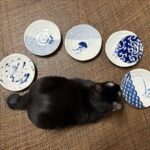 「日本の伝統文様＋ねこ」の皿