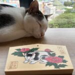 日光の眠猫に会いに行く