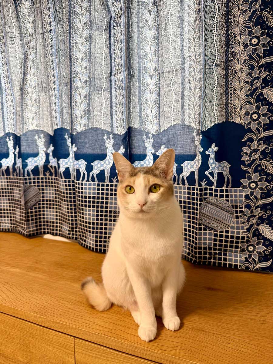 初夏仕様に模様替え