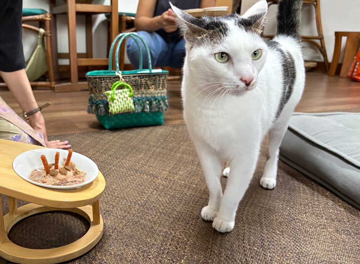 食べません