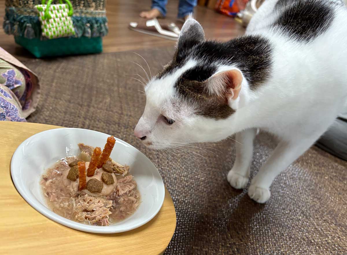 なんだこれは……