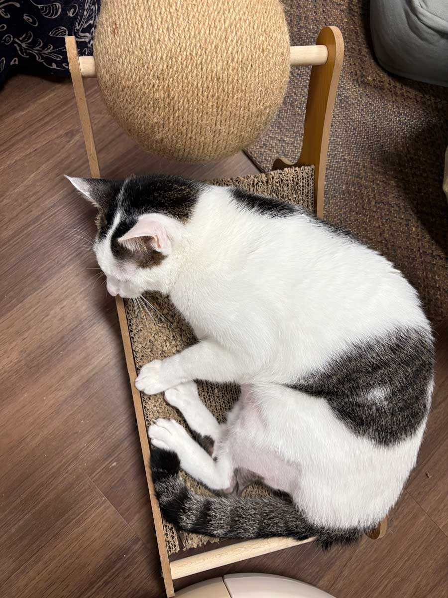 プレゼントの爪とぎは気に入った