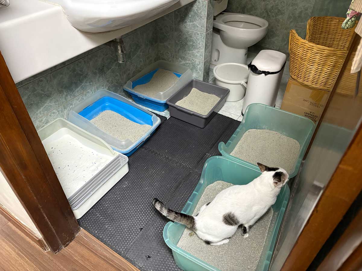 キャッサバ砂は回避