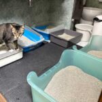 キャッサバのねこ砂を使ってみた　ねこの反応はどうか？