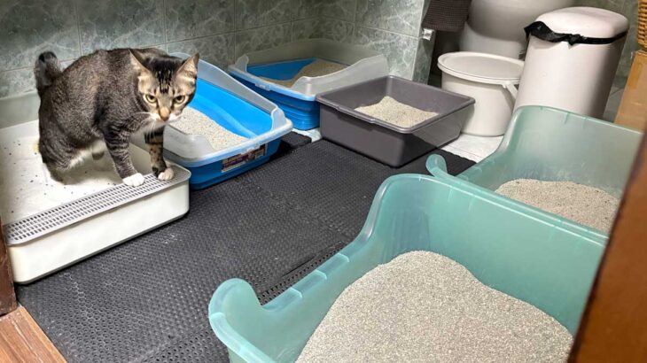 キャッサバ砂を使う純
