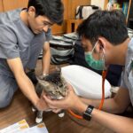 ねこのワクチン接種、グルービーの「往診」を試してみた