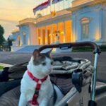 甚五郎そっくり、プラボウォ大統領のボビー　保護ねこが大統領官邸へ