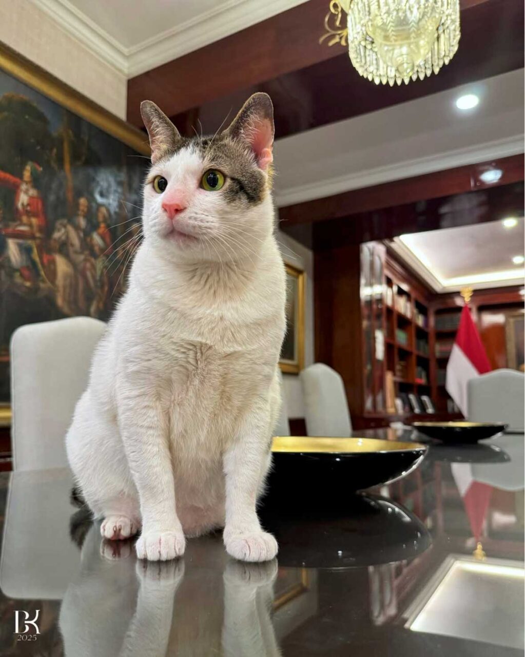 イスタナのねこ！